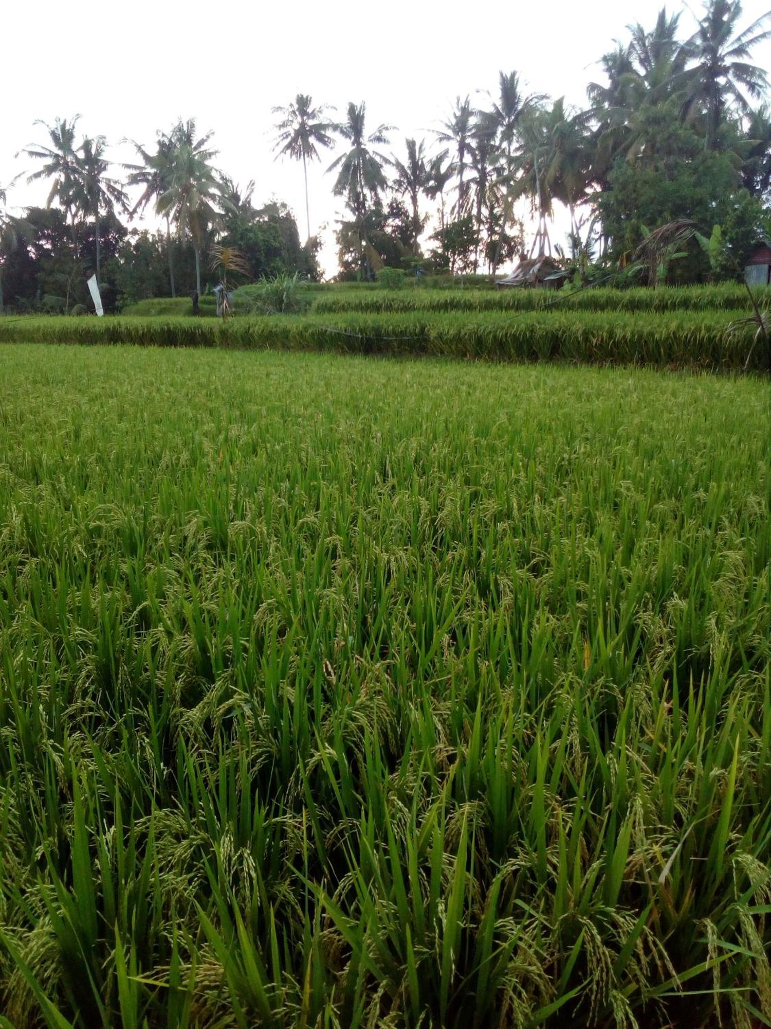 Bella Villas Ubud Exterior foto